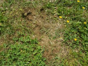 flattened grass & dirt